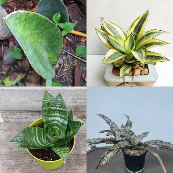 Snake Plant – Air Purifying Combo 2
