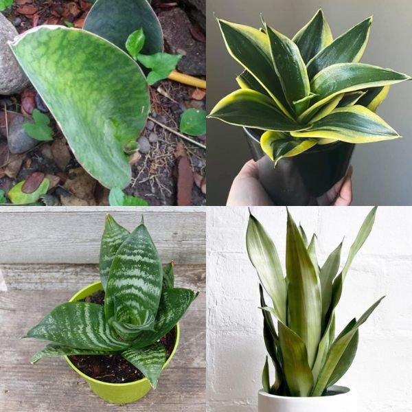 Snake Plant - Air Purifying Combo