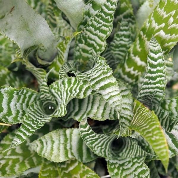 Cryptanthus betty