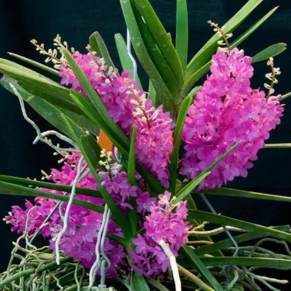 Ascocentrum Ampullaceum - Image 3