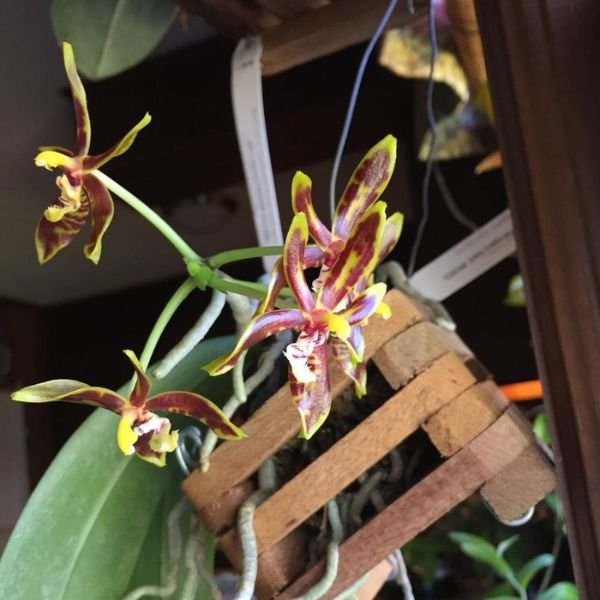 Phalaenopsis mannii - Image 3