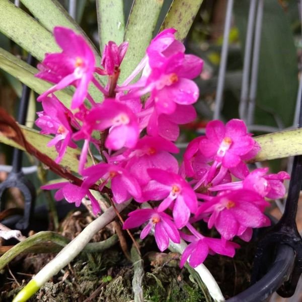 Ascocentrum Ampullaceum - Image 4