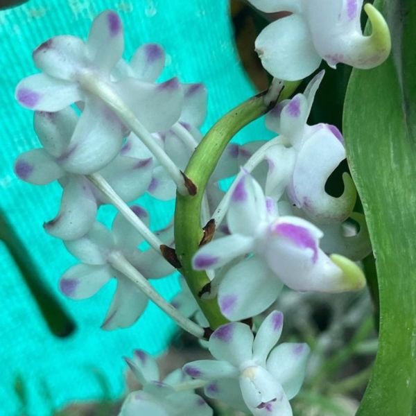 Aerides Odorata Orchid - Image 3