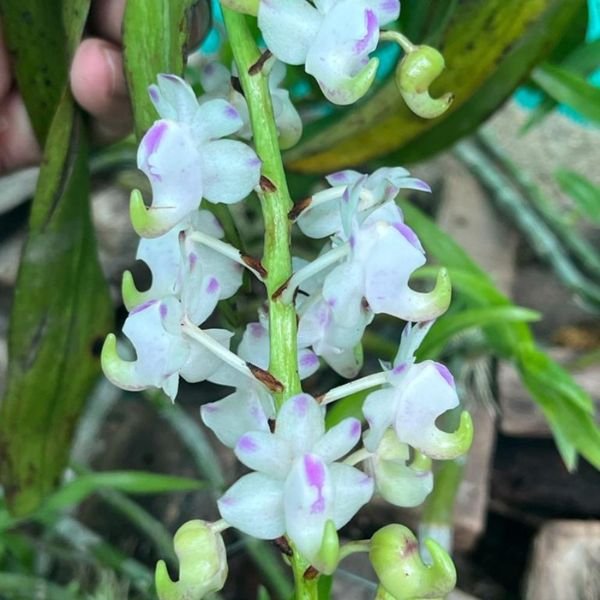Aerides Odorata Orchid - Image 5