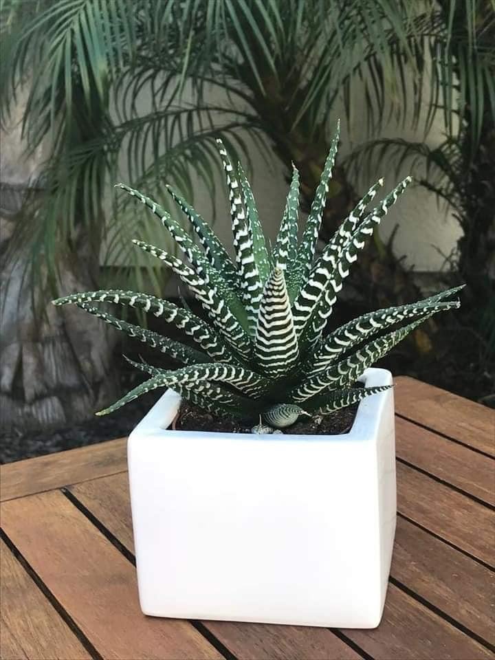 Haworthia Fasciata - Image 3