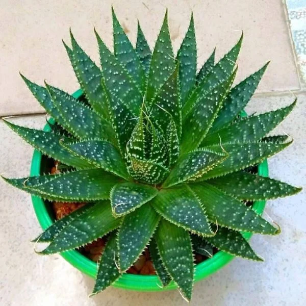 Image of Aloe Hybrid