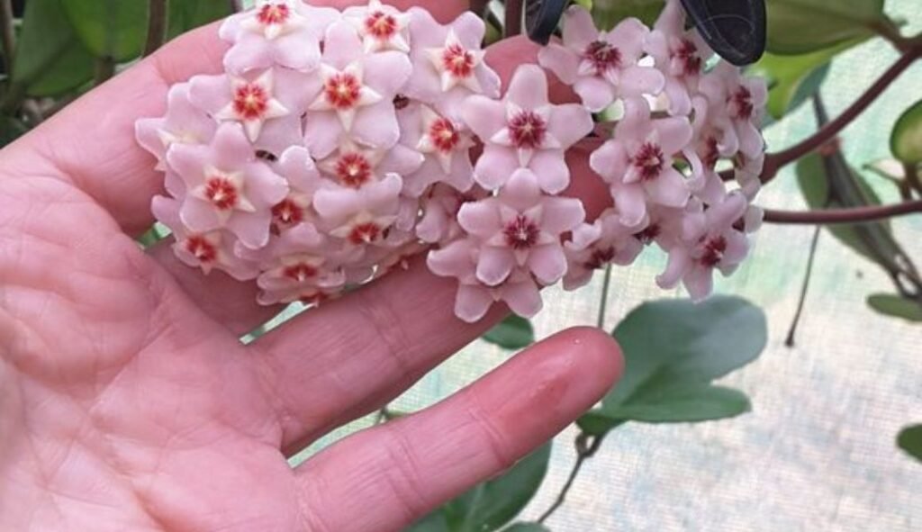 Hoya