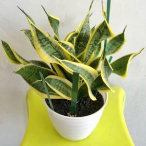 Picture of Sansevieria Twister plant