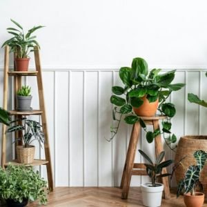 Image of indoor Plant combo