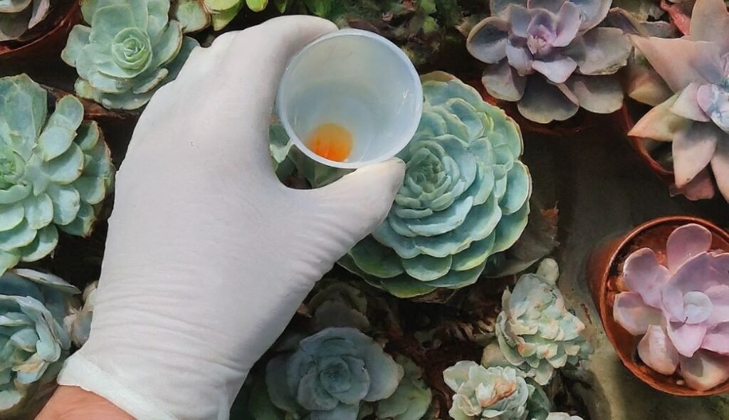 Fertilizing the plants 