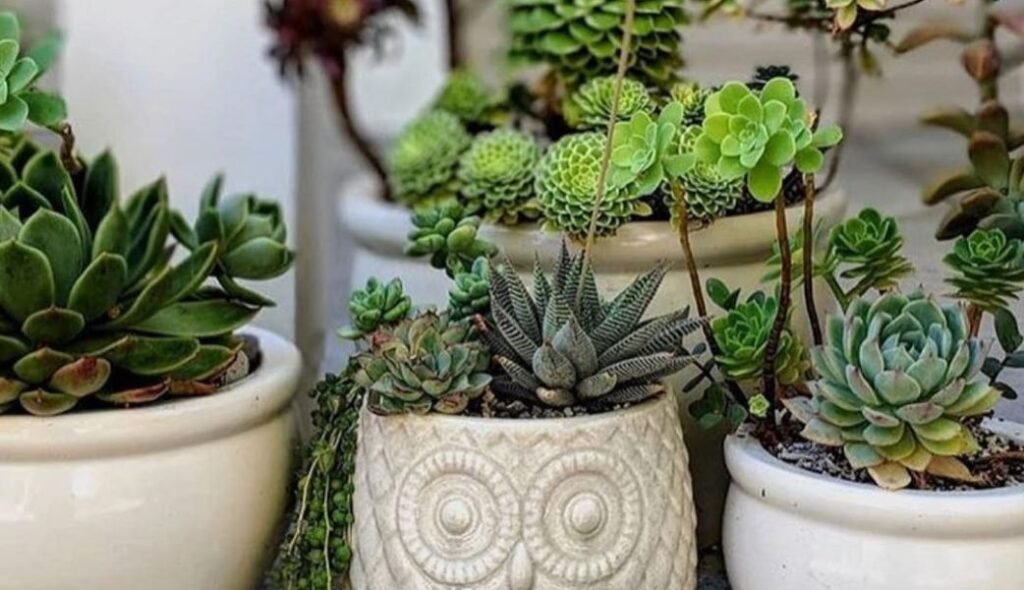 Succulent Desk Plants 