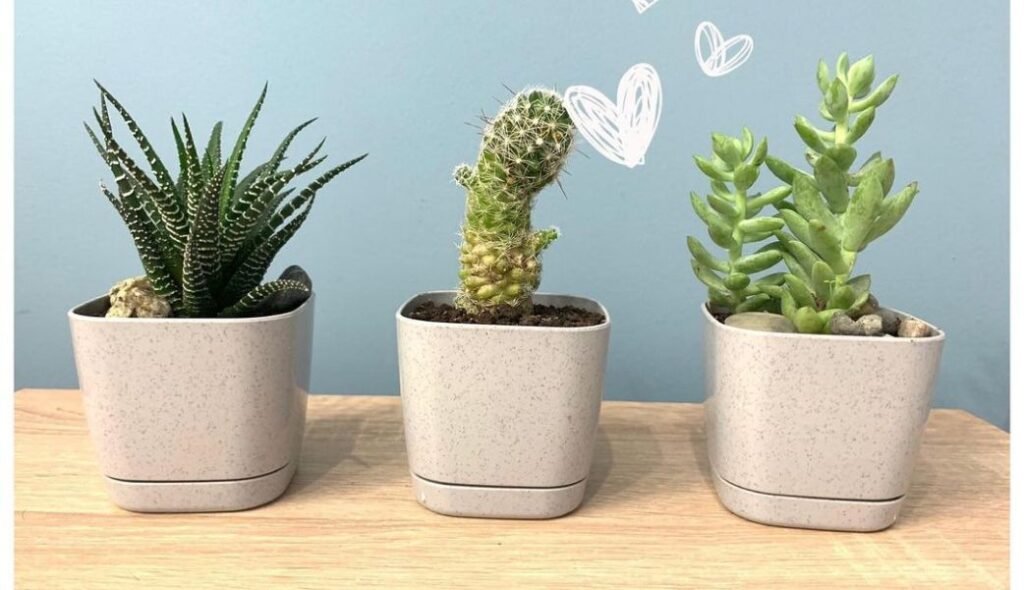 Image of Buy Healthy Interior Plants
