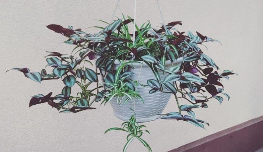 Hanging plant
