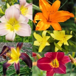 Image of Day Lily Flower Bulbs Combo pack