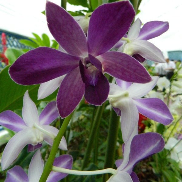 Image of Dendrobium nopporn blue