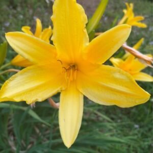 Image of Day lily yellow