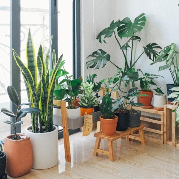 Image of Low Maintenance Plants Combo