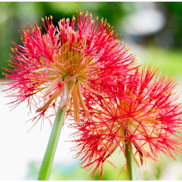 Image of football lily