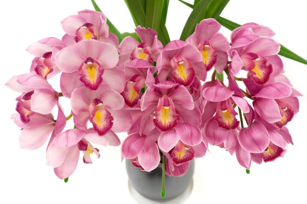 Pink Cymbidium orchids