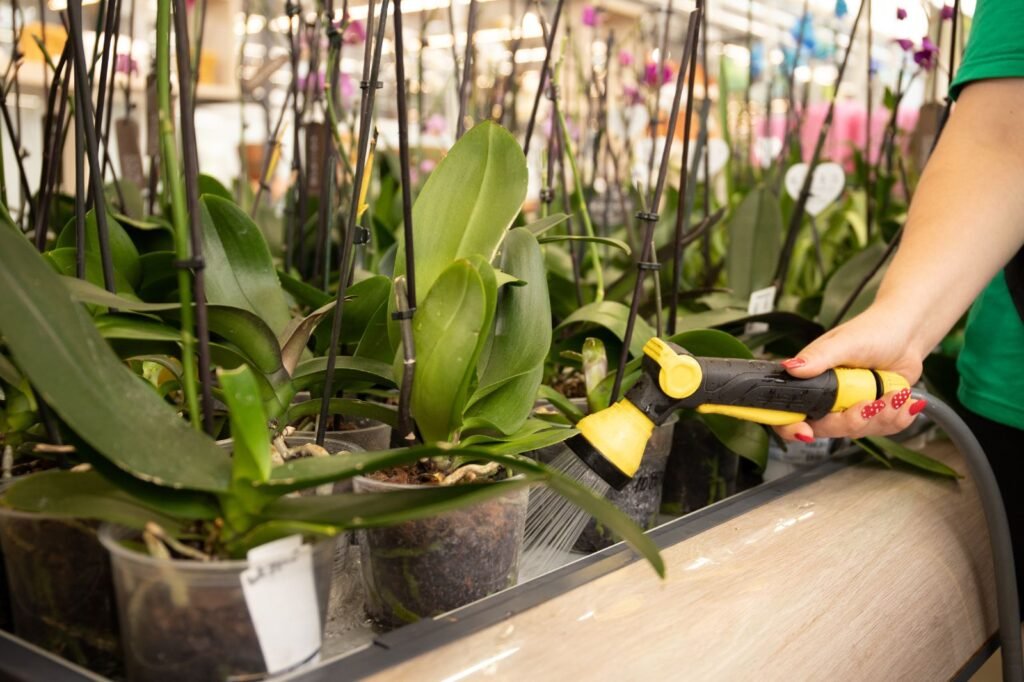 Watering for healthy growth of orchids 