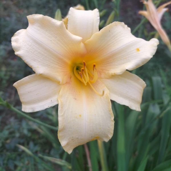 Image of day lily cream