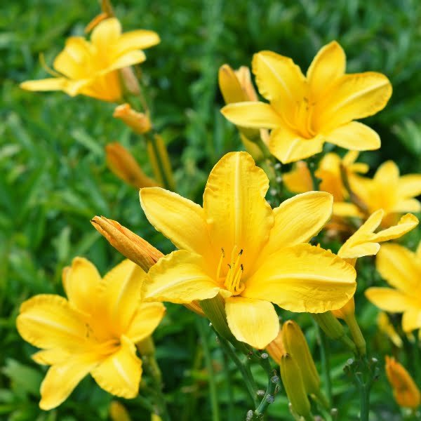 Image of Day lily yellow