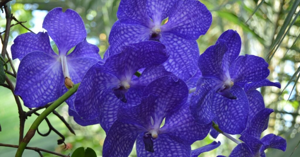 Beautiful blue vanda orchids