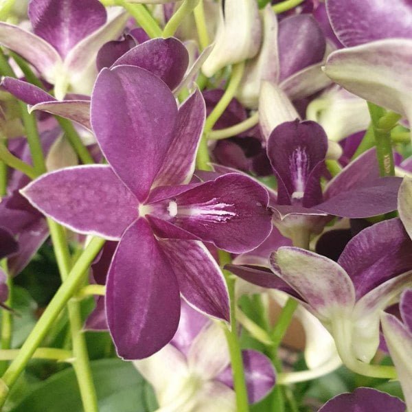 Image of Dendrobium nopporn blue