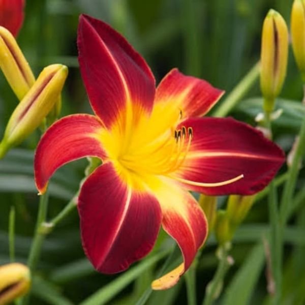 Image of Day lily red