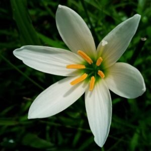 Image of Rain Lily Lemon White