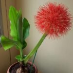 Buy football lily bulbs online | Scadoxus multiflorus