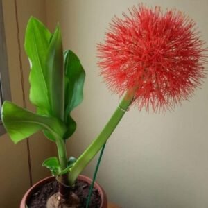 Image of football lily