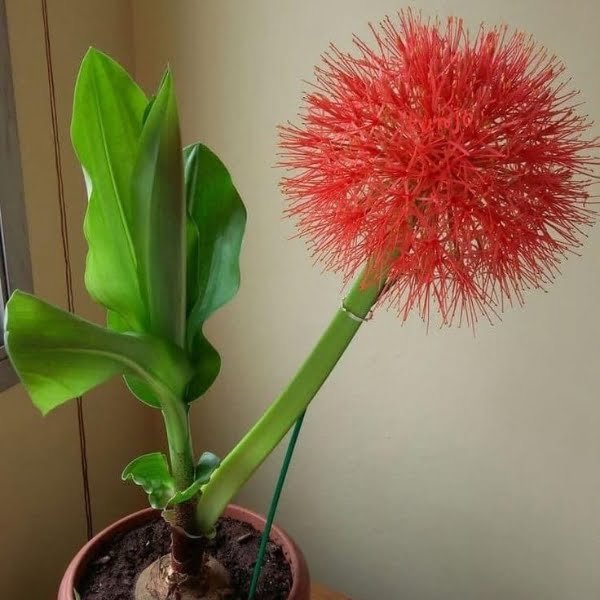 Image of football lily