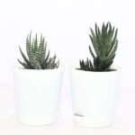 Image of Small table plant for office