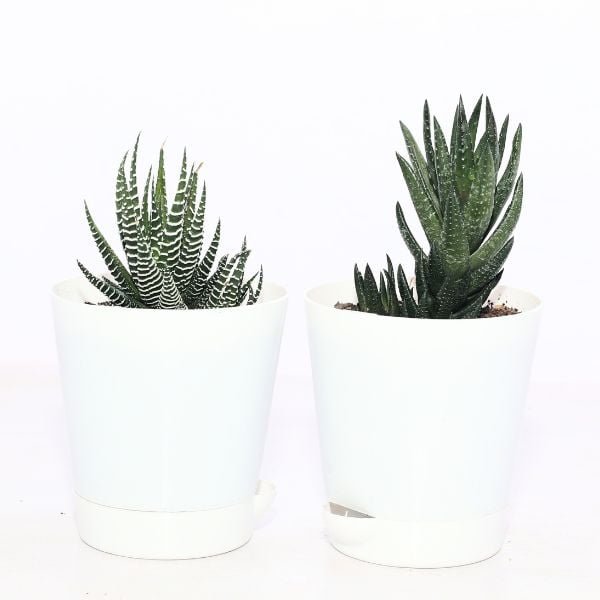 Image of Small table plant for office