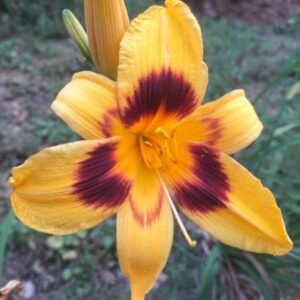 Image of Day lily yellow and black flower bulb