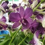 Image of Dendrobium nopporn blue