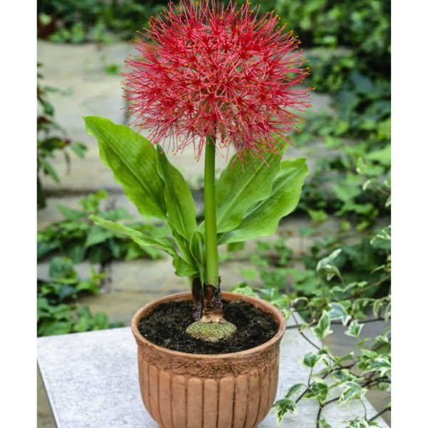 Image of football lily