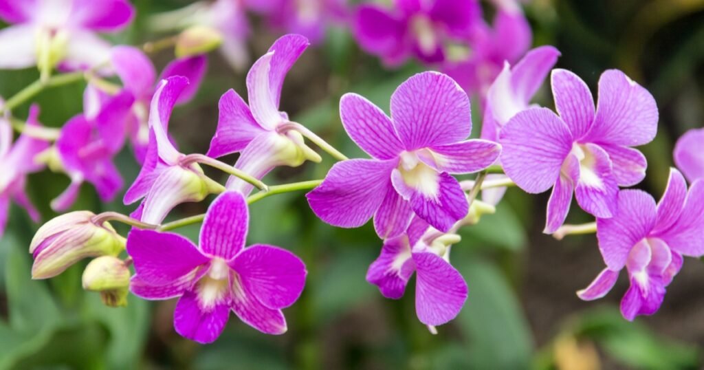 Dendrobium orchids