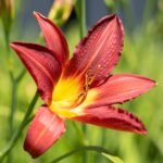 Red Day Lily Flower Bulb | Hemerocallis