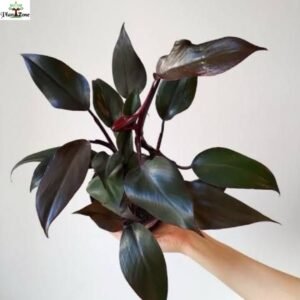 Image of Philodendron Black Prince