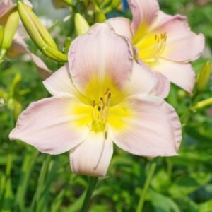 Image of day lily cream
