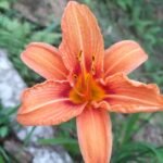 Hemerocallis fulva | orange day lily