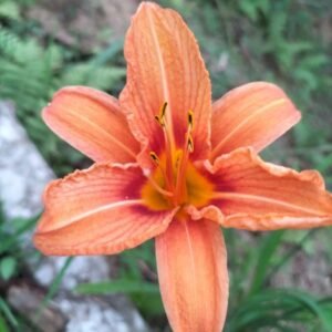 Image of day lily orange