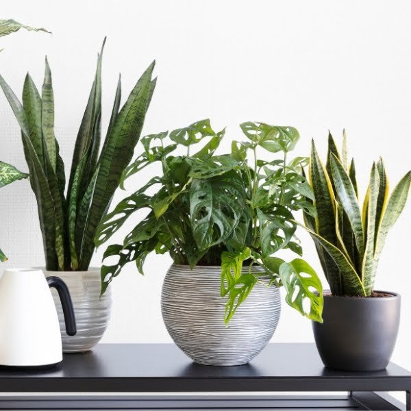 Image of Air Purifying plants combo