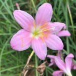 zephyranthes carinata | Rain Lily Big light Pink