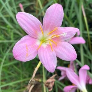 Image of rain lily Big light pink