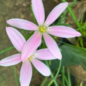 Image of Rain lily Thai light pink