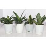 Air Purifying Office Desk Plants Bundle