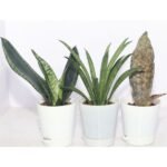 Image of Best Air Cleaning Plants Trio